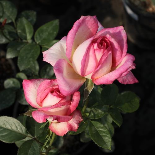 Shop - Rosa Kordes' Perfecta® - weiß - rosa - teehybriden-edelrosen - stark duftend - Reimer Kordes - Grellfarbig, trägt viele Blüten, langanhaltend blühend.